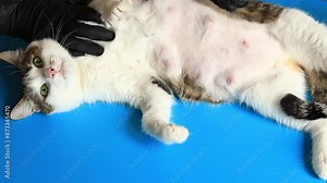 Mastitis in a cat. A doctor examines a cat’s mammary gland, close-up. Enlarged nipples of the mammary gland of a female cat. A cat being examined by a veterinarian for mammary cancer