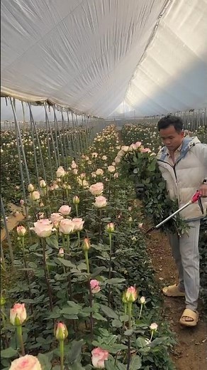 This simple process of pruning rose bushes will improve your skills