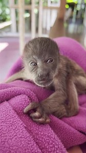 New baby arrivals 🐵 😰This weekend was nonstop for us, we welcomed 2 new baby howler monkeys (Alouatta palliata). Meet the first baby howler monkey. This little one arrived early in the morning, and he was found on the ground crying for his troop, but they were nowhere to be found. We tried on Sunday to go back to the place where he was found and try to locate his troop with the record of his cry, but we didn't succeed in reuniting them. He is around 5 days old, so he's been under the observati