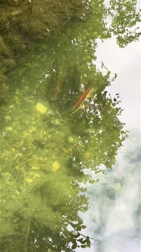 Arctic Char Big Lake #alaska #fishing #adventurevlog#trout