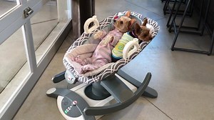 2K views · 663 reactions | ❤️❤️ Good morning eberyone! ☀️☀️☀️ It be a most bootiful day for Mees and Mattie to rock in Mees swing!  Mees swing always puts us to sleep  | Mango on a Mission | Facebook