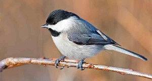 Most Common Bird Species of South Carolina