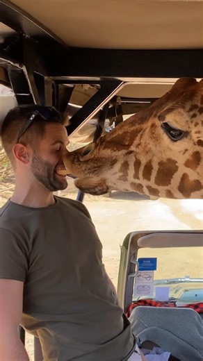 Meet Tala the giraffe: A heartwarming Kenya wildlife experience you will love