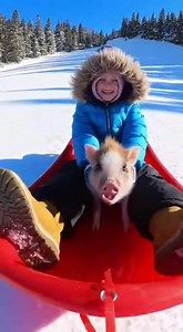 POV: When your piglet co-pilot wasn’t ready for takeoff 🛷❄️🐷 | Cute n' Country
