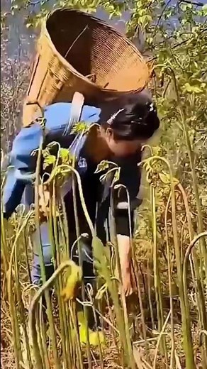 This Plant Only Grows After Forest Fires 😱 | The Secret of Dragon Fern #ytshorts #trending