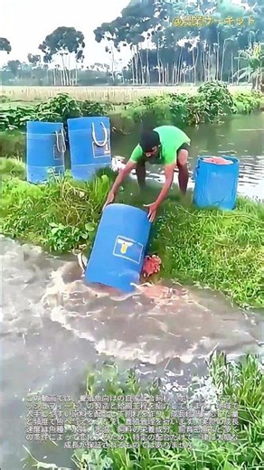 高タンパクな自家製魚用飼料の製造と給餌プロセス：魚の成長を3倍速める「秘密の自家製飼料」――数千匹の空腹な魚を養うための最も低コストな方法
