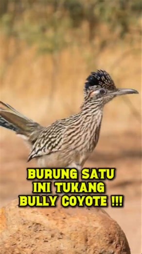 Ternyata!? Burung ini yang suka ngebully Coyote. ✨😂