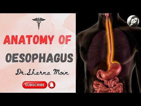 Oesophagus Anatomy Learn Easy!