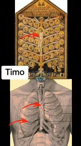 1.2M views · 18K reactions | El timo, ubicado en el centro del pecho...
