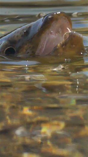 One of the Best Flies During a Mayfly Hatch
