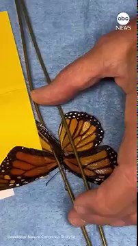 Monarch butterfly gets wing transplant, continues migration