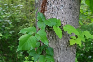 How to Identify Poison Ivy: Images and Treatment