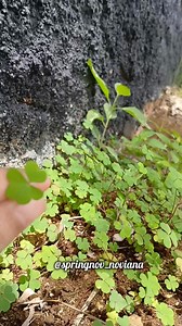 89K views · 922 reactions | Daun semanggi ini bisa disayur,,dipecel atau dilalap襤 #reels #reelsfb #fyp #konten #sehat #manfaat #fbpro #viral #trendingreels #kontenkreator #trendingnow #kesehatan #herbal #reelsfyp | Springnov Novi Ana | Facebook