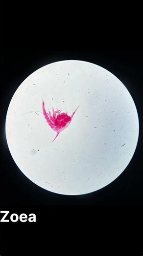 larvae's of Arthropoda #uttarkashi #trustonallah