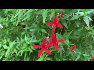 Royal Catchfly Flowers