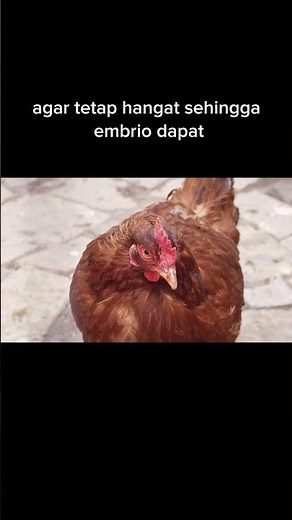 🐣Perjalanan Telur Menjadi Ayam