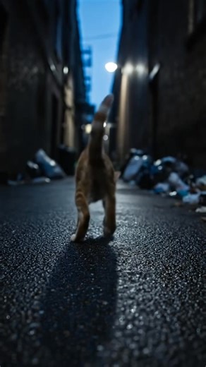 သခင်ပျောက်ရှာပုံတော် 🥺 | Burmese.Ai