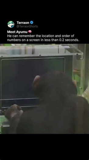 This Chimp’s Brain Is Insane