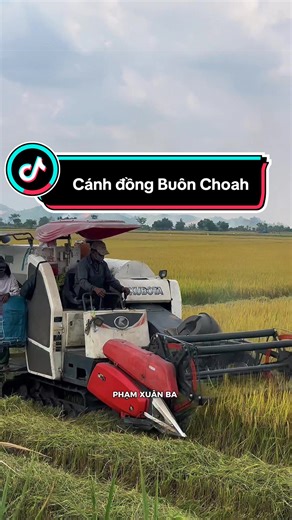 Cánh đồng lúa Buôn Choah đẹp như tranh vẽ