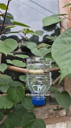 Multiply plants easily using reycled bottles #airlayering #gardening #grafting #plants