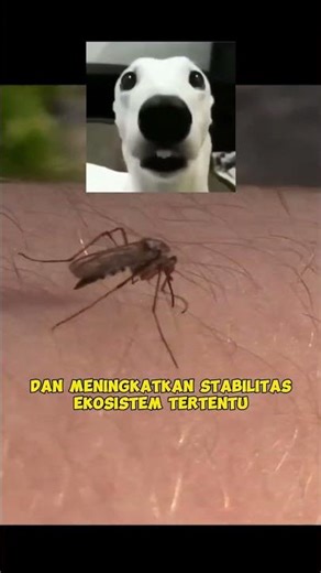 What would happen if mosquitoes became extinct? 🤔 #shorts