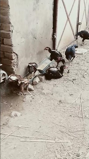 My first short👍😍 unique breed#aseel #fighting #chicken