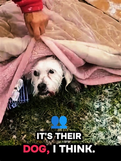 🚨 HEARTBREAKING SCENE — Dog hit by car in front of sobbing kids 😢🐾 #doglove #animalrescue #rescuedog #dogsoftiktok #fyp