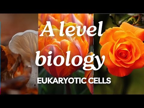 A Level Biology Edexcel A SNAB: Topic 3: Eukaryotic Cells