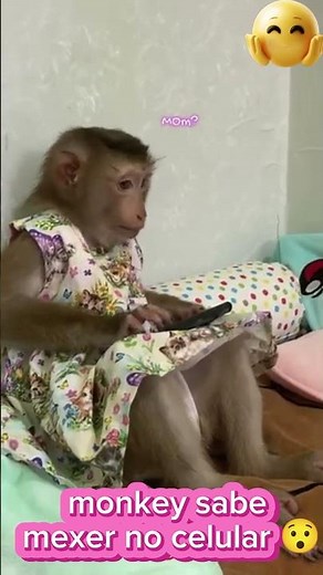 monkey knows how to use the cell phone 😯#monkey #animal#pet#monkey