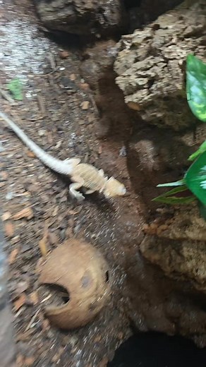 1K views | Some of our stunning juvi beardies. Ready to go £150 or add a full 4ft setup for an additional £350. Walk away with a new absolutley stunning pet for £500 | MJs Exotics | Facebook