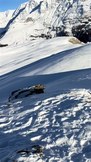 Exploring the Why Behind Penguin Behavior in Nature