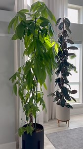 69K views · 277 reactions | Big indoor trees can feel intimidating,...