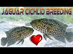 Jaguar Cichlids Breeding in 150 Gallon Aquarium: Day 1 - 3