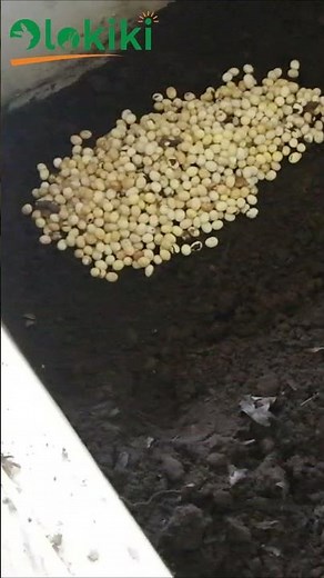 Hatching thousands of snail eggs