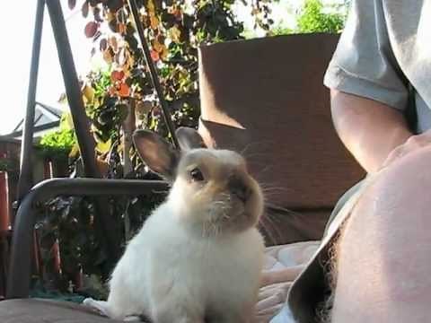 Sneezing baby bunny