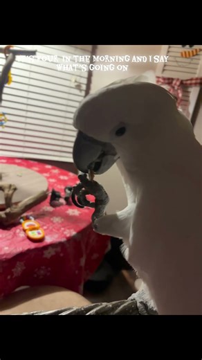 Cockatoo boot camp! #2toos #birds #parrot #cockatoos #cockatoo #cockatoobootcamp #birdtraining