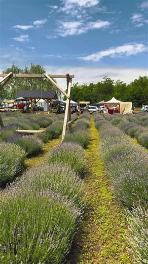 Lavender Paradise in Serbia | LavandaLand