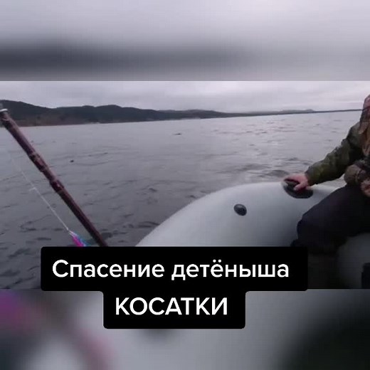 Спасение детёныша косатки на Сахалине