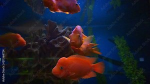 blood parrot cichlid or parrot cichlid, big beautiful red fish in the water