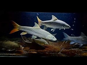 tor puttitora ,tor khudre(decan mahseer) ,tor tor (redfin mahseer) ,tor douronensis ,tor tambroides