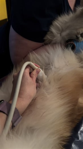 Finding a large abdominal mass in my patient. 😢