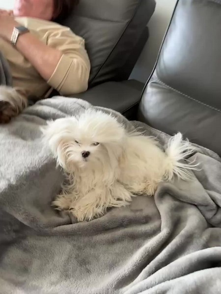 Playful Maltese Puppy with Adorable Features