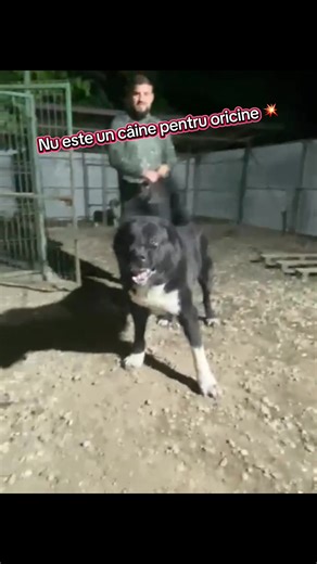 Ciobănesc de Asia Centrală – crescut autentic, fără compromisuri. #ciobanescdeasiacentrală#alabai #cainedeaparare #geneticaputernica #puiadevarati