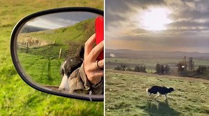 Man Films His Border Collie In 'Dog Heaven'
