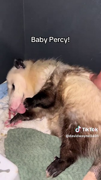 Baby Percy! #percytheopossum #opposum #pets #pet #animal | Possum Videos