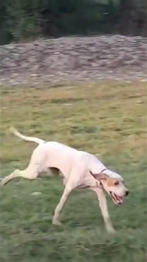 English pointer dog on hunting . @Punjabpets @kidstvsongs @HungryFAM