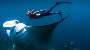 3.8K views · 27 reactions | Incredible footage shows free-diver swimming along side with giant manta rays  | Storytrender | Facebook