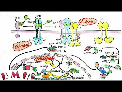 TGF Beta Signaling Pathway | Smad Pathway |
