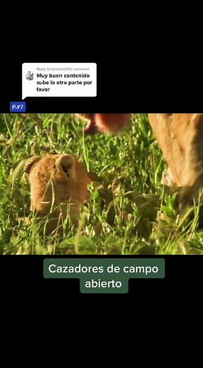 Estrategia de caza de leonas en el bosque: ¡Un plan meticuloso!