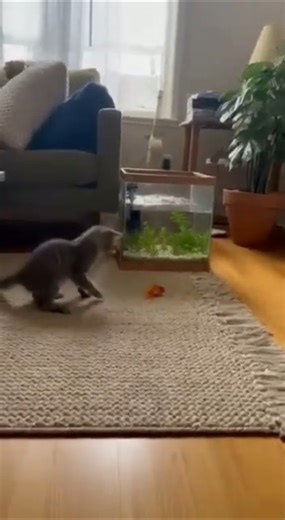 Kitten Saves Goldfish from Dying 😭❤️ Real Phone Footage!